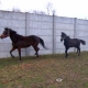 2009, grudzie