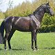 Prince Bossier, Rozajny, maj 2013