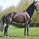 Prince Bossier, Rozajny, maj 2013