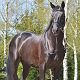 Prince Bossier, Rozajny, maj 2013