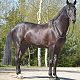 Prince Bossier, Rozajny, maj 2013