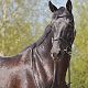 Prince Bossier, Rozajny, maj 2013