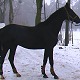Prince Bossier, Kwidzyn, stycze 2011